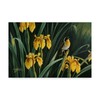 Trademark Fine Art Wilhelm Goebel 'Yellow Flags And Yellowthroat' Canvas Art, 16x24 ALI33752-C1624GG